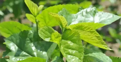 The Role of Mulberry Leaf Extract Powder in Weight Management